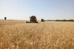 photo11819067596_result