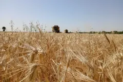 photo11819069356_result