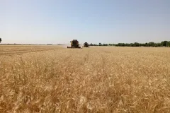 photo11819069508_result