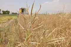 photo11958606037_result