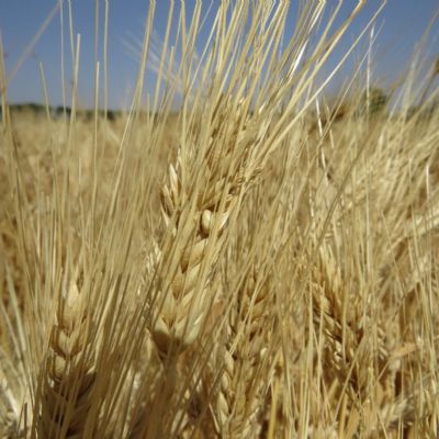 جو رقم نانیوس