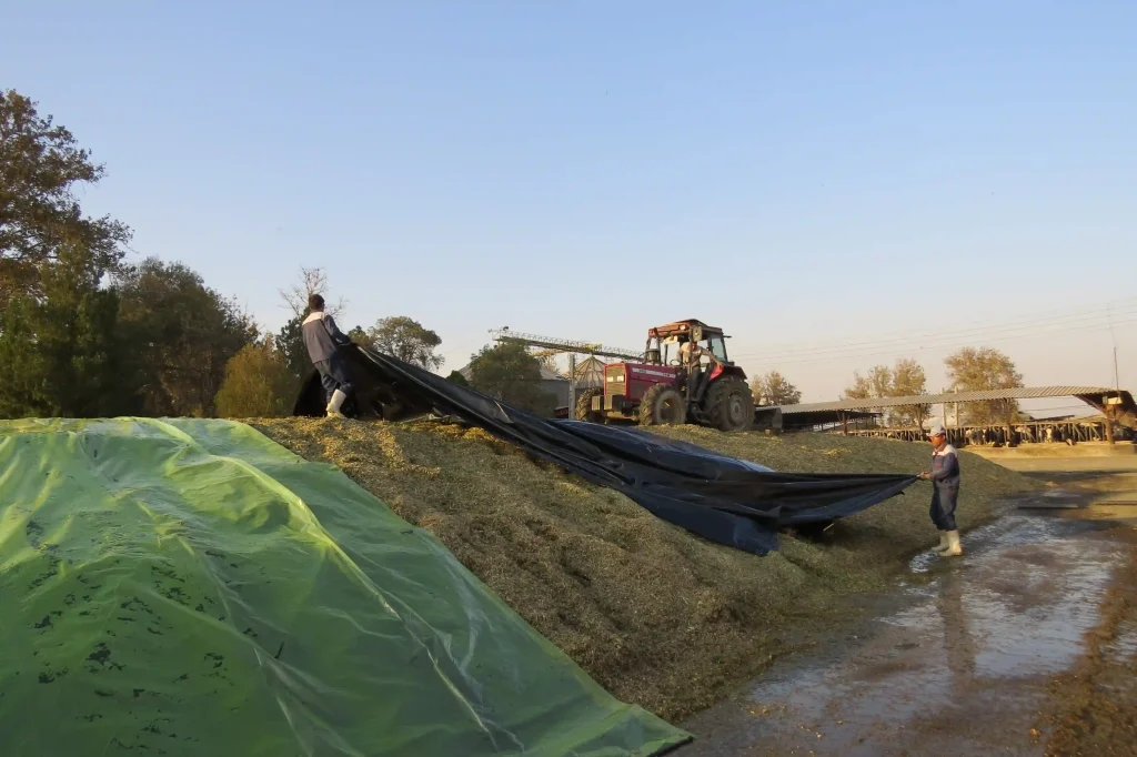 “تخلیه و ذخیرهسازی ۴۲ هزار تن ذرت سیلویی” “تخلیه و ذخیرهسازی ۴۲ هزار تن ذرت سیلویی”